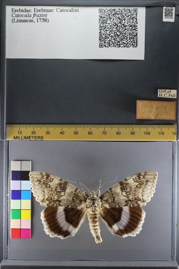 Media type: image;   Entomology 747162